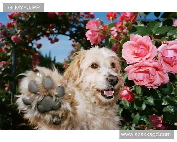 足球球星谁属狗揭秘 看看这些球员和狗的缘分有多深